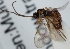  (Plectiscidea sp. 7 - FICH-001571)  @11 [ ] CreativeCommons - Attribution Non-Commercial (2012) Marko Mutanen University of Oulu