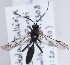  (Vulgichneumon sp - FICH-001730)  @13 [ ] CreativeCommons - Attribution Non-Commercial (2013) Marko Mutanen University of Oulu