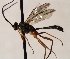  (Lissonota culiciformis - FICH-001856)  @13 [ ] CreativeCommons - Attribution Non-Commercial (2016) Marko Mutanen University of Oulu