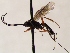  (Lissonota dubia - FICH-001858)  @13 [ ] CreativeCommons - Attribution Non-Commercial (2016) Marko Mutanen University of Oulu