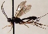 (Lissonota punctiventris - FICH-001860)  @14 [ ] CreativeCommons - Attribution Non-Commercial (2016) Marko Mutanen University of Oulu