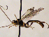  (Hadrodactylus faciator - FICH-001874)  @11 [ ] CreativeCommons - Attribution Non-Commercial (2016) Marko Mutanen University of Oulu