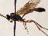  (Hadrodactylus flavifrons - FICH-001878)  @13 [ ] CreativeCommons - Attribution Non-Commercial (2016) Marko Mutanen University of Oulu