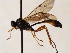  (Hadrodactylus gracilipes - FICH-001881)  @12 [ ] CreativeCommons - Attribution Non-Commercial (2016) Marko Mutanen University of Oulu