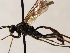  (Hadrodactylus larvatus - FICH-001885)  @14 [ ] CreativeCommons - Attribution Non-Commercial (2016) Marko Mutanen University of Oulu