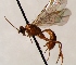  (Perilissus pallidus - FICH-001900)  @12 [ ] CreativeCommons - Attribution Non-Commercial (2016) Marko Mutanen University of Oulu