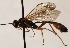  (Hadrodactylus paludicola - FICH-001911)  @12 [ ] CreativeCommons - Attribution Non-Commercial (2016) Marko Mutanen University of Oulu