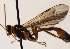  (Hadrodactylus villosulus - FICH-001913)  @12 [ ] CreativeCommons - Attribution Non-Commercial (2016) Marko Mutanen University of Oulu