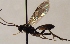 (Syndipnus flaviventris - FICH-001919)  @11 [ ] CreativeCommons - Attribution Non-Commercial (2016) Marko Mutanen University of Oulu