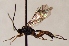  (Syndipnus macrocerus - FICH-001920)  @14 [ ] CreativeCommons - Attribution Non-Commercial (2016) Marko Mutanen University of Oulu