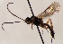  (Neliopisthus elegans - FICH-001999)  @13 [ ] CreativeCommons - Attribution Non-Commercial (2016) Marko Mutanen University of Oulu