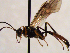  (Sympherta jactator - FICH-002026)  @14 [ ] CreativeCommons - Attribution Non-Commercial (2016) Marko Mutanen University of Oulu
