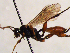  (Sympherta montana - FICH-002029)  @13 [ ] CreativeCommons - Attribution Non-Commercial (2016) Marko Mutanen University of Oulu