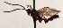  (Synodites orbitalis - FICH-002036)  @11 [ ] CreativeCommons - Attribution Non-Commercial (2016) Marko Mutanen University of Oulu