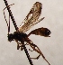  (Phobetes rufipes - FICH-002048)  @13 [ ] CreativeCommons - Attribution Non-Commercial (2016) Marko Mutanen University of Oulu