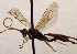  (Euryproctus luteicornis - FICH-002051)  @14 [ ] CreativeCommons - Attribution Non-Commercial (2016) Marko Mutanen University of Oulu