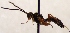  (Euceros serricornis - FICH-002067)  @14 [ ] CreativeCommons - Attribution Non-Commercial (2016) Marko Mutanen University of Oulu