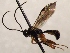  (Otlophorus hypomelas - FICH-002078)  @13 [ ] CreativeCommons - Attribution Non-Commercial (2016) Marko Mutanen University of Oulu