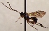  (Otlophorus pulverulentus - FICH-002079)  @13 [ ] CreativeCommons - Attribution Non-Commercial (2016) Marko Mutanen University of Oulu
