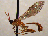  (Alexeter nebulator - FICH-002095)  @13 [ ] CreativeCommons - Attribution Non-Commercial (2016) Marko Mutanen University of Oulu