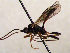  (Scopesis tegularis - FICH-002103)  @13 [ ] CreativeCommons - Attribution Non-Commercial (2016) Marko Mutanen University of Oulu