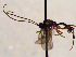  (Campodorus flavicinctus - FICH-002113)  @13 [ ] CreativeCommons - Attribution Non-Commercial (2016) Marko Mutanen University of Oulu