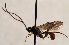  (Campodorus gallicus - FICH-002114)  @13 [ ] CreativeCommons - Attribution Non-Commercial (2016) Marko Mutanen University of Oulu