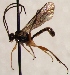  (Campodorus haematodes - FICH-002117)  @14 [ ] CreativeCommons - Attribution Non-Commercial (2016) Marko Mutanen University of Oulu