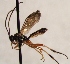  (Campodorus liosternus - FICH-002122)  @14 [ ] CreativeCommons - Attribution Non-Commercial (2016) Marko Mutanen University of Oulu