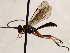  (Campodorus - FICH-002124)  @15 [ ] CreativeCommons - Attribution Non-Commercial (2016) Marko Mutanen University of Oulu