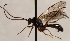  (Campodorus patagiatus - FICH-002129)  @14 [ ] CreativeCommons - Attribution Non-Commercial (2016) Marko Mutanen University of Oulu