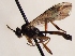  (Campodorus scapularis - FICH-002130)  @13 [ ] CreativeCommons - Attribution Non-Commercial (2016) Marko Mutanen University of Oulu