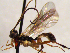  (Mesoleius affinis - FICH-002136)  @13 [ ] CreativeCommons - Attribution Non-Commercial (2016) Marko Mutanen University of Oulu