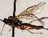  (Mesoleius subroseus - FICH-002153)  @12 [ ] CreativeCommons - Attribution Non-Commercial (2016) Marko Mutanen University of Oulu