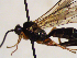  (Mesoleius tibialis - FICH-002154)  @13 [ ] CreativeCommons - Attribution Non-Commercial (2016) Marko Mutanen University of Oulu