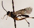  (Anoncus sincerus - FICH-002162)  @12 [ ] CreativeCommons - Attribution Non-Commercial (2016) Marko Mutanen University of Oulu