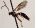  (Saotis nigriventris - FICH-002165)  @13 [ ] CreativeCommons - Attribution Non-Commercial (2016) Marko Mutanen University of Oulu