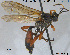  ( - HymVM246)  @13 [ ] CreativeCommons - Attribution Non-Commercial Share-Alike (2016) NTNU University Museum, Department of Natural History NTNU University Museum, Department of Natural History