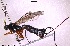  ( - HYMNI3816)  @11 [ ] Creative Commons  Attribution Non-Commercial Share-Alike (2079) NTNU University Museum, Department of Natural History NTNU University Museum, Department of Natural History