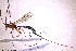  ( - HYMNI3830)  @11 [ ] Creative Commons  Attribution Non-Commercial Share-Alike (2093) NTNU University Museum, Department of Natural History NTNU University Museum, Department of Natural History