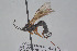  ( - HYMNI3861)  @11 [ ] Creative Commons  Attribution Non-Commercial Share-Alike (2025) NTNU University Museum, Department of Natural History NTNU University Museum, Department of Natural History