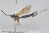  ( - HYMNI3869)  @11 [ ] Creative Commons  Attribution Non-Commercial Share-Alike (2025) NTNU University Museum, Department of Natural History NTNU University Museum, Department of Natural History