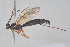  ( - HYMNI3871)  @11 [ ] Creative Commons  Attribution Non-Commercial Share-Alike (2025) NTNU University Museum, Department of Natural History NTNU University Museum, Department of Natural History