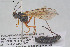  ( - HYMNI3872)  @11 [ ] Creative Commons  Attribution Non-Commercial Share-Alike (2025) NTNU University Museum, Department of Natural History NTNU University Museum, Department of Natural History