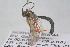  ( - HYMNI3913)  @11 [ ] Creative Commons  Attribution Non-Commercial Share-Alike (2025) NTNU University Museum, Department of Natural History NTNU University Museum, Department of Natural History