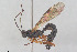  ( - HYMNI3928)  @11 [ ] Creative Commons  Attribution Non-Commercial Share-Alike (2025) NTNU University Museum, Department of Natural History NTNU University Museum, Department of Natural History