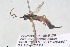  ( - HYMNI3929)  @11 [ ] Creative Commons  Attribution Non-Commercial Share-Alike (2025) NTNU University Museum, Department of Natural History NTNU University Museum, Department of Natural History