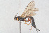  ( - HYMNI3930)  @11 [ ] Creative Commons  Attribution Non-Commercial Share-Alike (2025) NTNU University Museum, Department of Natural History NTNU University Museum, Department of Natural History