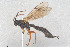  ( - HYMNI3931)  @11 [ ] Creative Commons  Attribution Non-Commercial Share-Alike (2025) NTNU University Museum, Department of Natural History NTNU University Museum, Department of Natural History