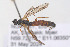  ( - HYMNI3932)  @11 [ ] Creative Commons  Attribution Non-Commercial Share-Alike (2025) NTNU University Museum, Department of Natural History NTNU University Museum, Department of Natural History
